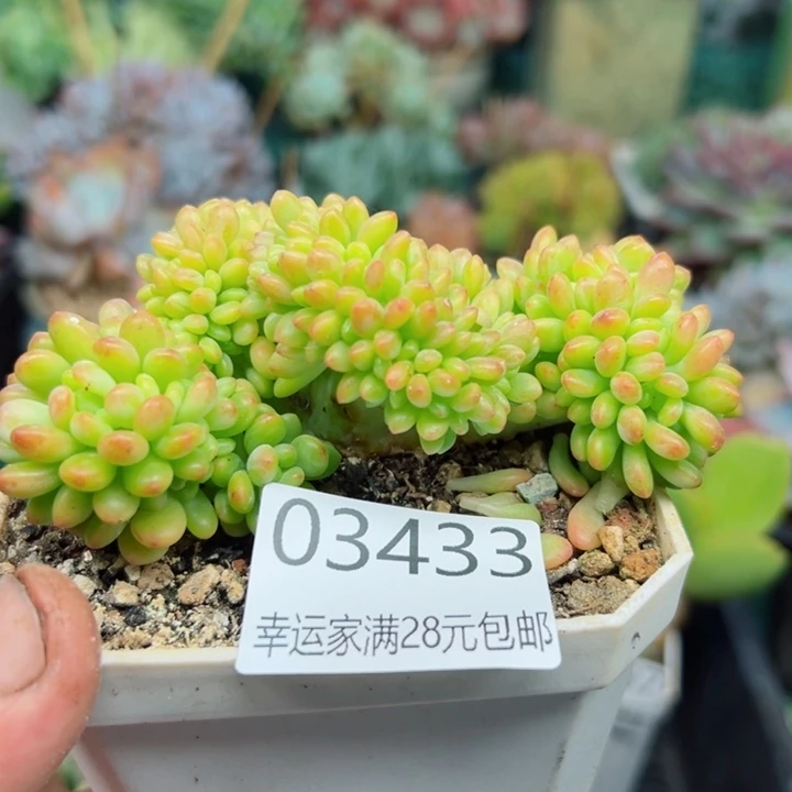 幸运的是我还没遇到你