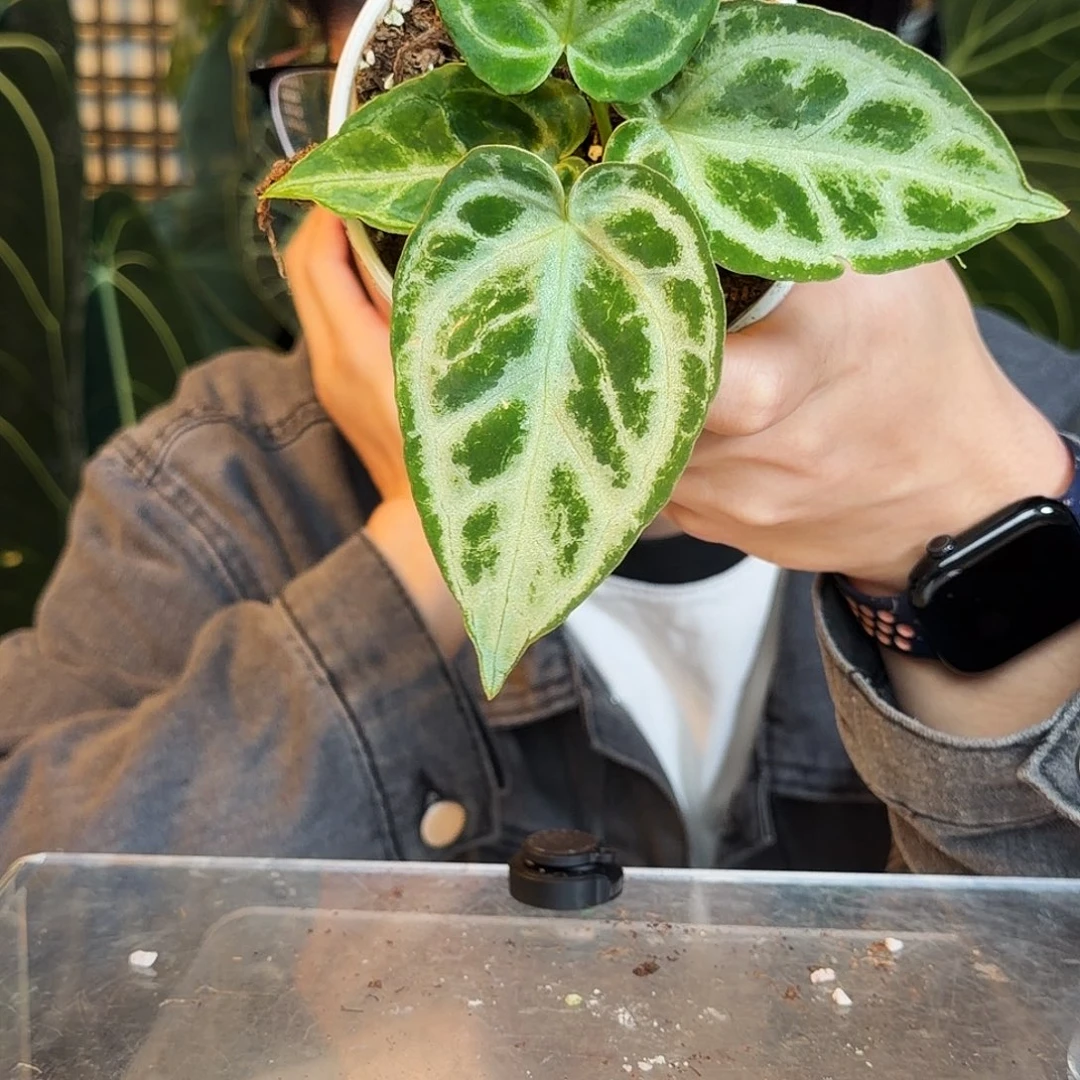 完全开放O65 银刷子杂银色面纱