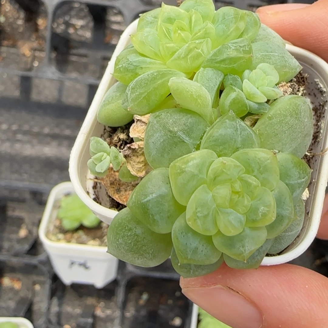 纸鸢四头中苗盆4床一个满20包邮