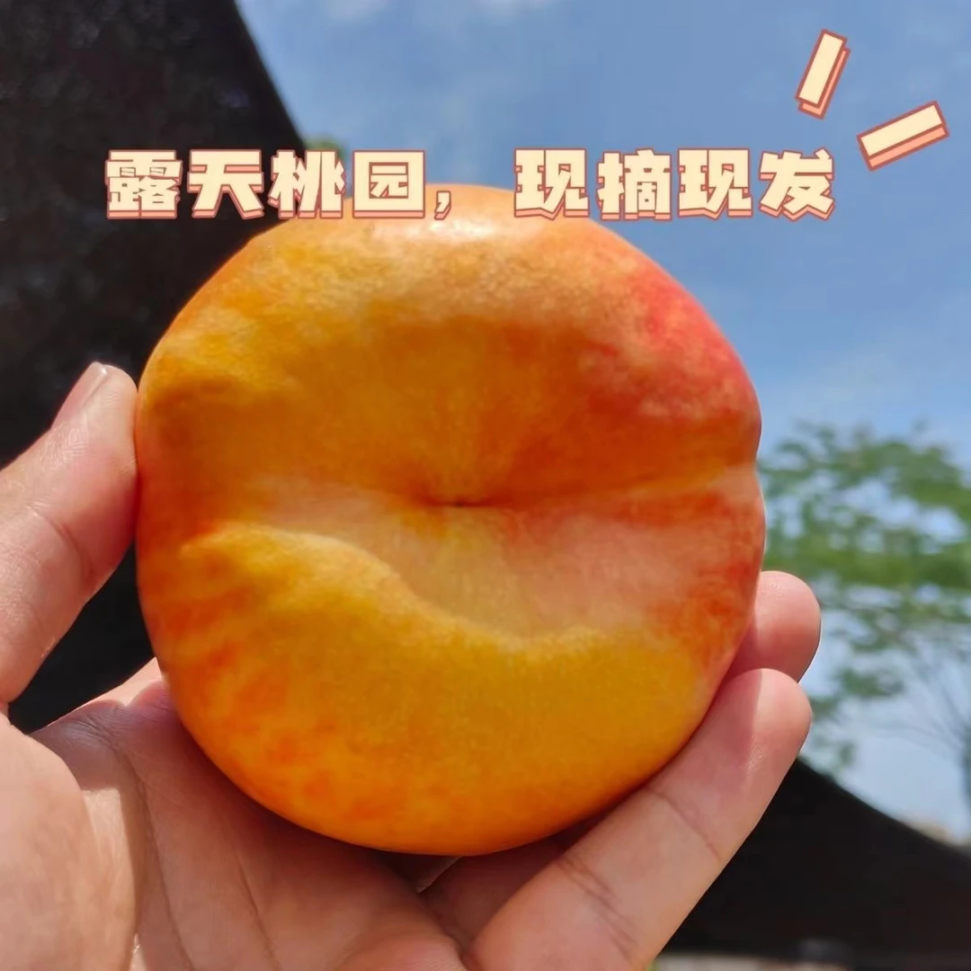 山东蒙阴彩虹油蟠桃现摘现发甜嫩多汁新鲜水果