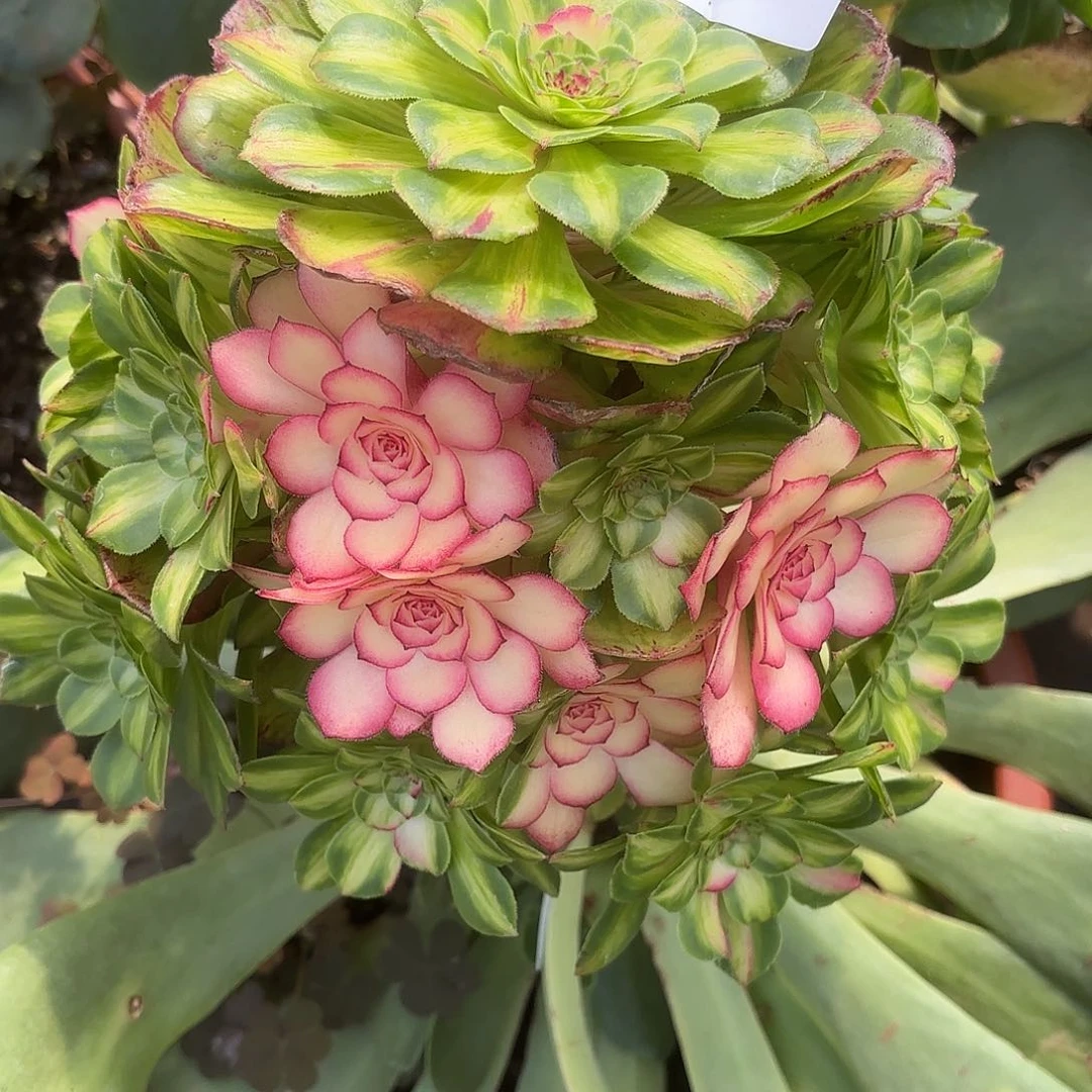 多肉植物知否037