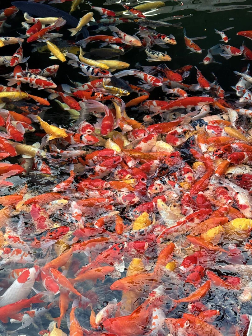 （橙牌）301-400号锦鲤观赏鱼红白大正德系冷水鱼渔场直发顺丰快递