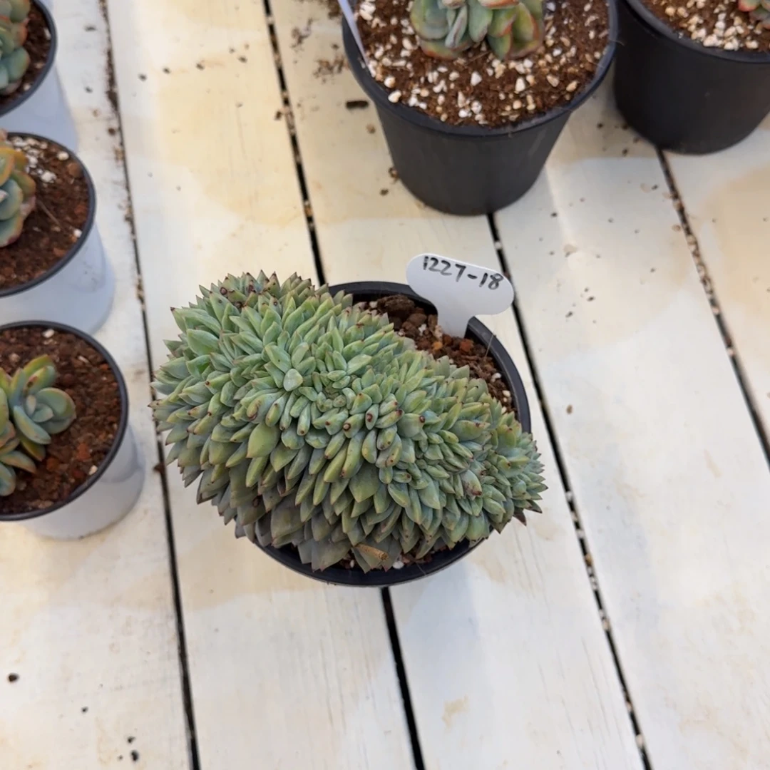 史***香1227-15白夜香槟缀