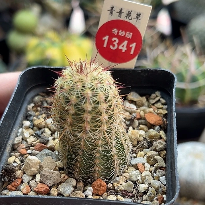 实生苹青花虾一棵仙人球