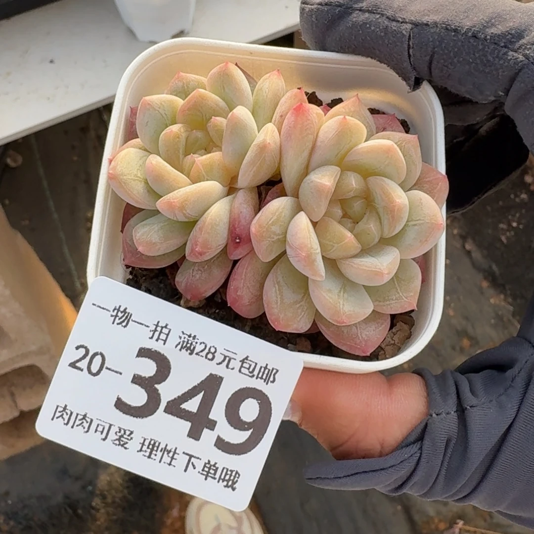优选珍妮无盆土发货无