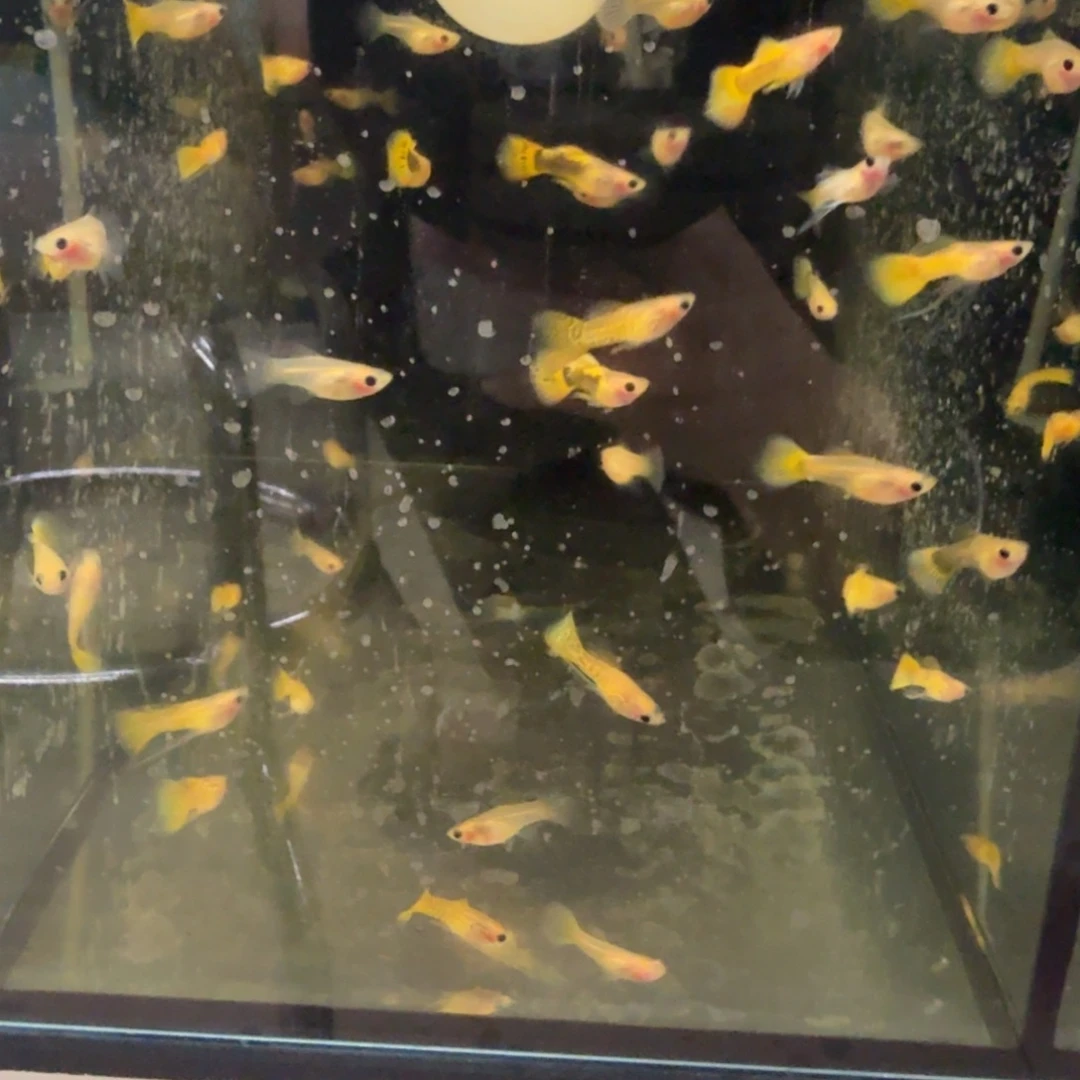 孔雀鱼玻璃猫亚成10条公母随机颜色随机