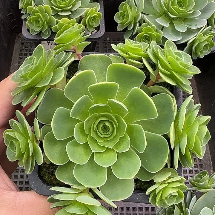 山地玫瑰10cm群，带盆发1颗，量拍