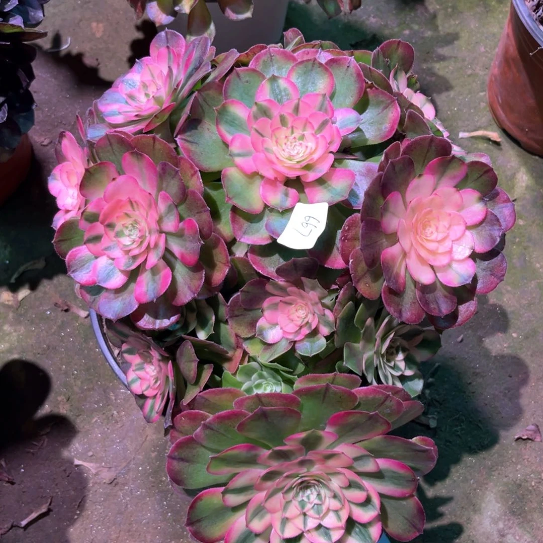 多肉植物荔枝667