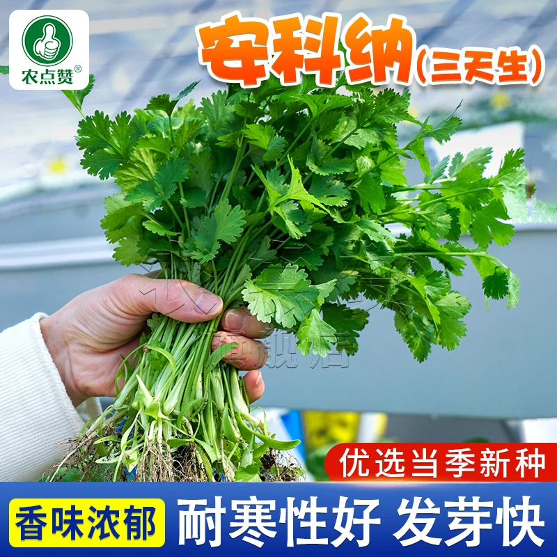 秋冬耐寒速生香菜种子 阳台小院大面积种植芫荽蔬菜籽