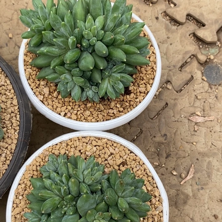 豆***妈888888808888880880