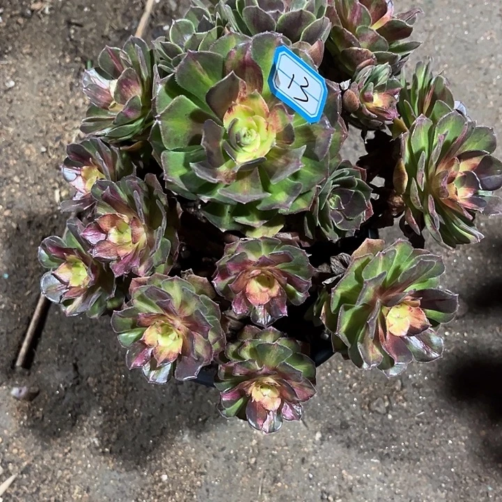 别***年13海王七彩小手捧