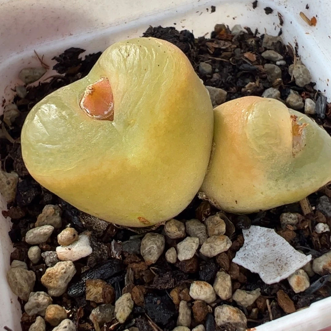 942多肉植物组合