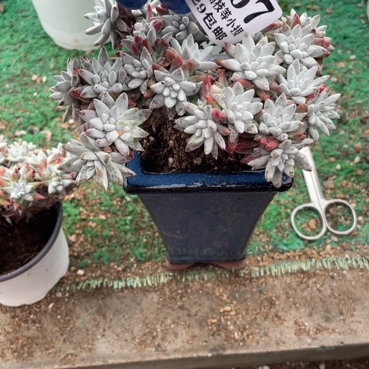 667号白菊多肉植物