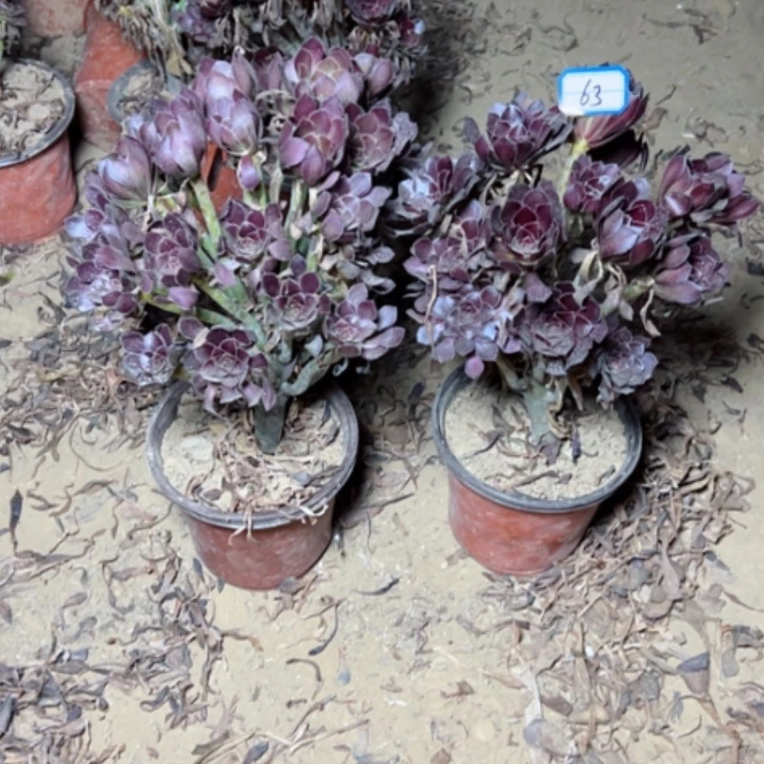 【闪购商品】断枝不包63