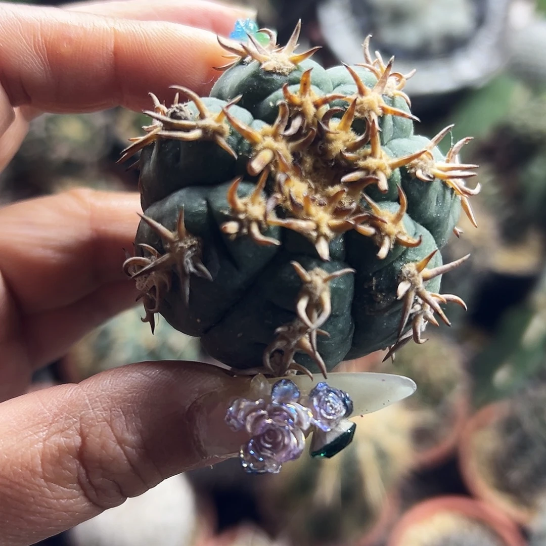 天平猫爪有根仙人球66666666