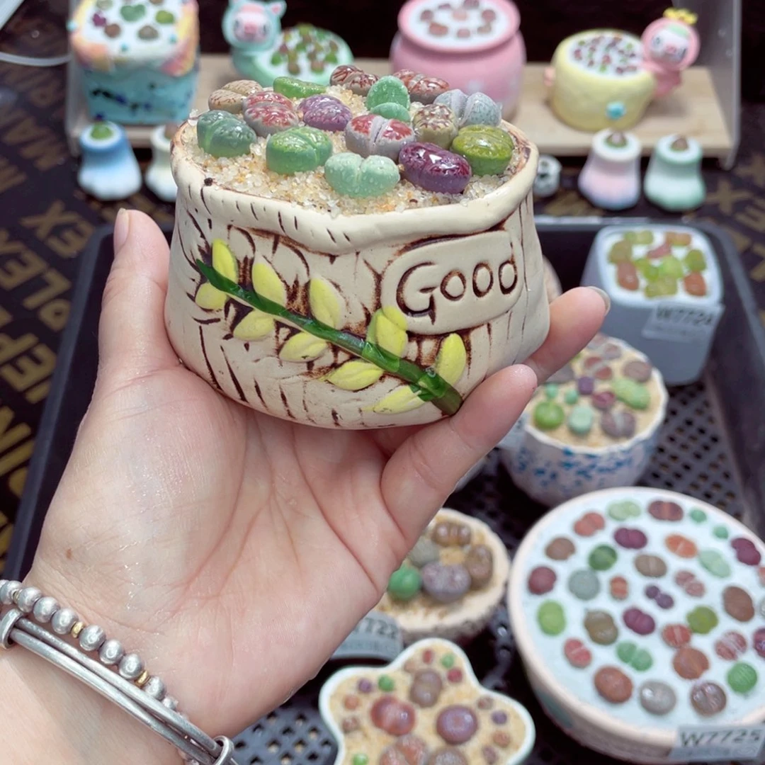 w7727 带盆土发货一物一拍