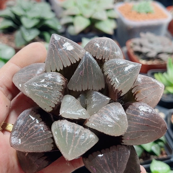 十二卷 日月潭母本 无根