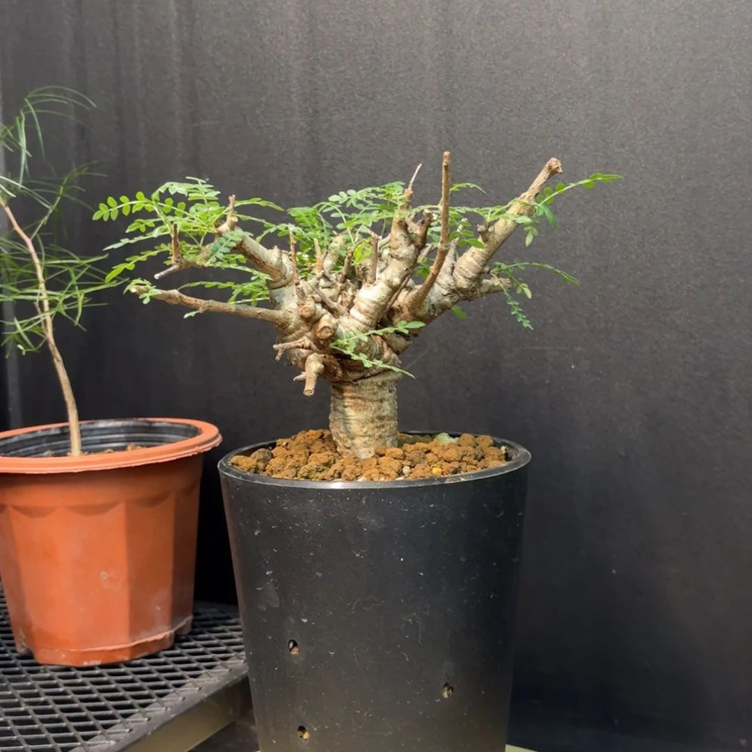 尼勒达乳香熟桩养定