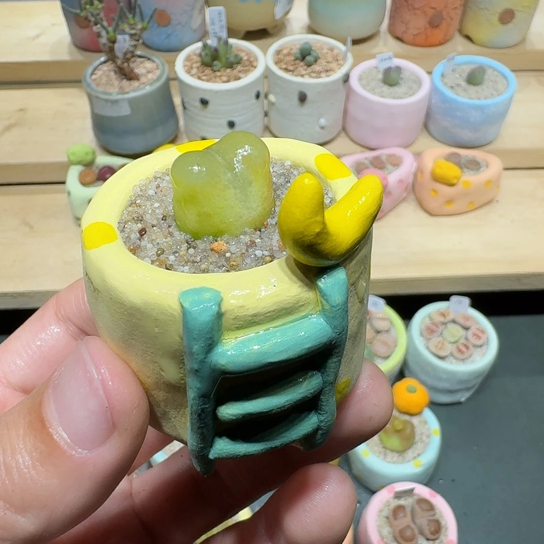 红陶蘑菇788毛汉尼