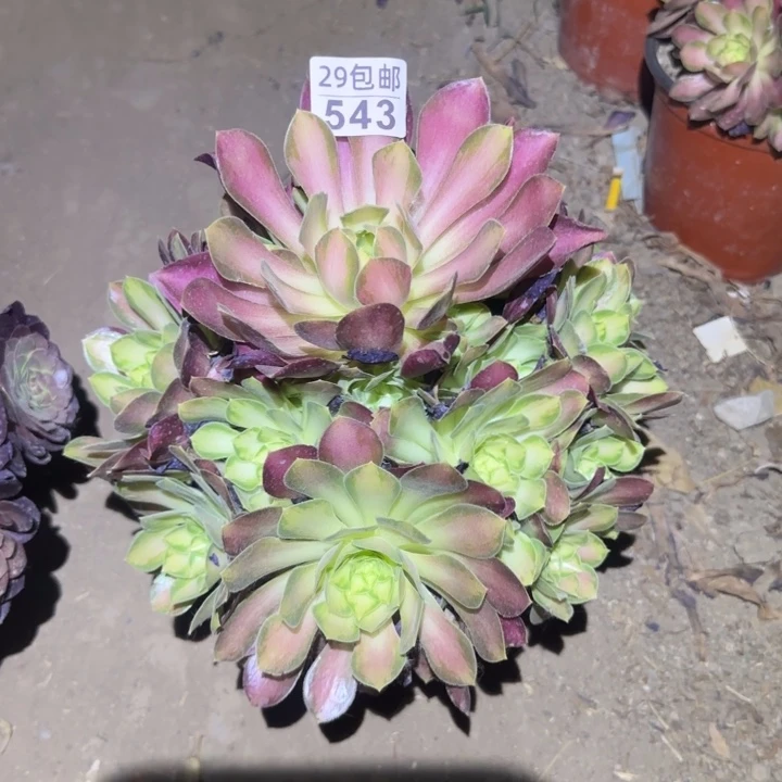 韶华……多肉植物的