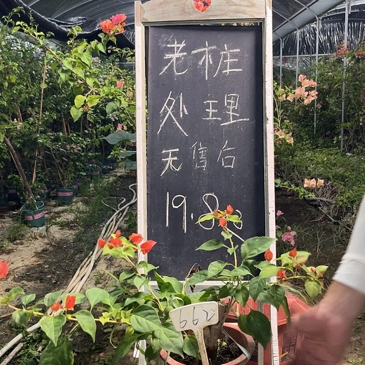 无花朵三角梅三角梅662