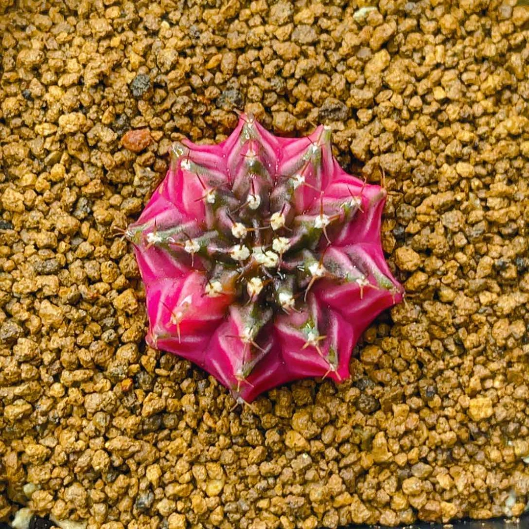 米哈洛维奇012 侧芽3公分 美