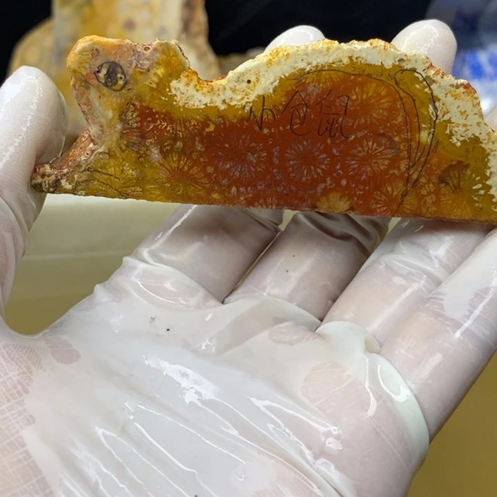 【闪购商品】未镶嵌珊瑚玉硅化玉