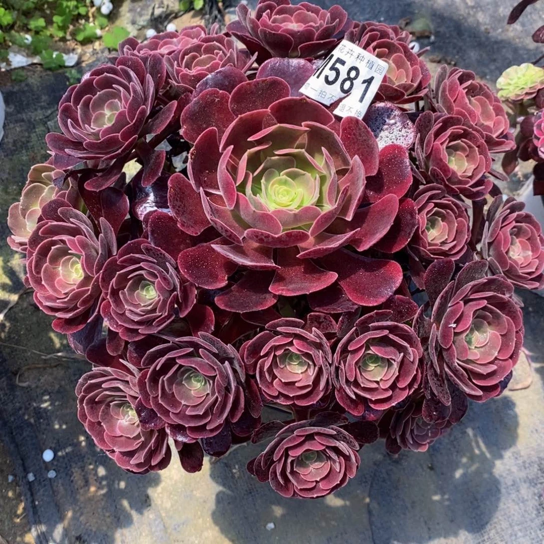 全部花朵581紫皇嫩桩一棵