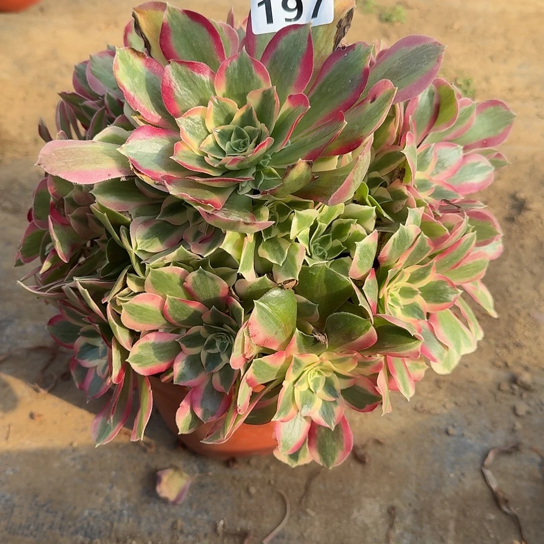 多肉植物布加迪197