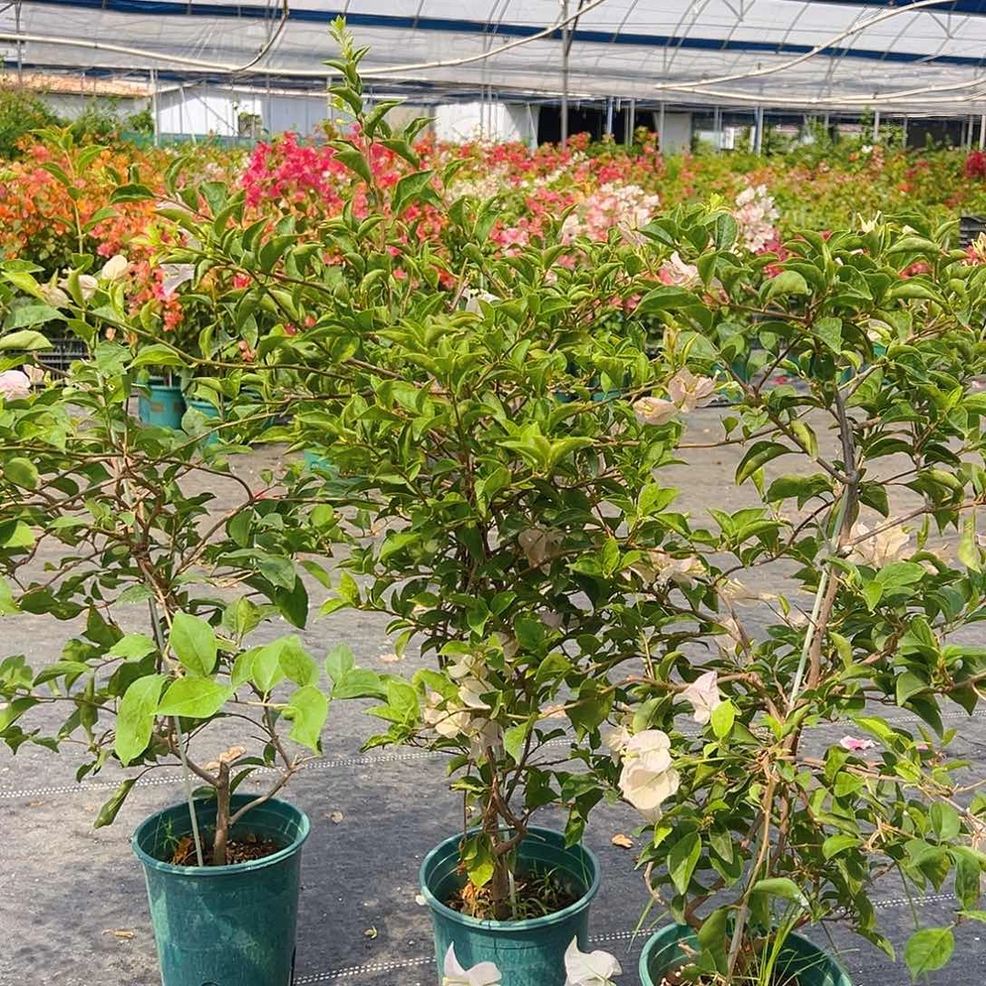 大部分开放少量花苞丽哪一颗