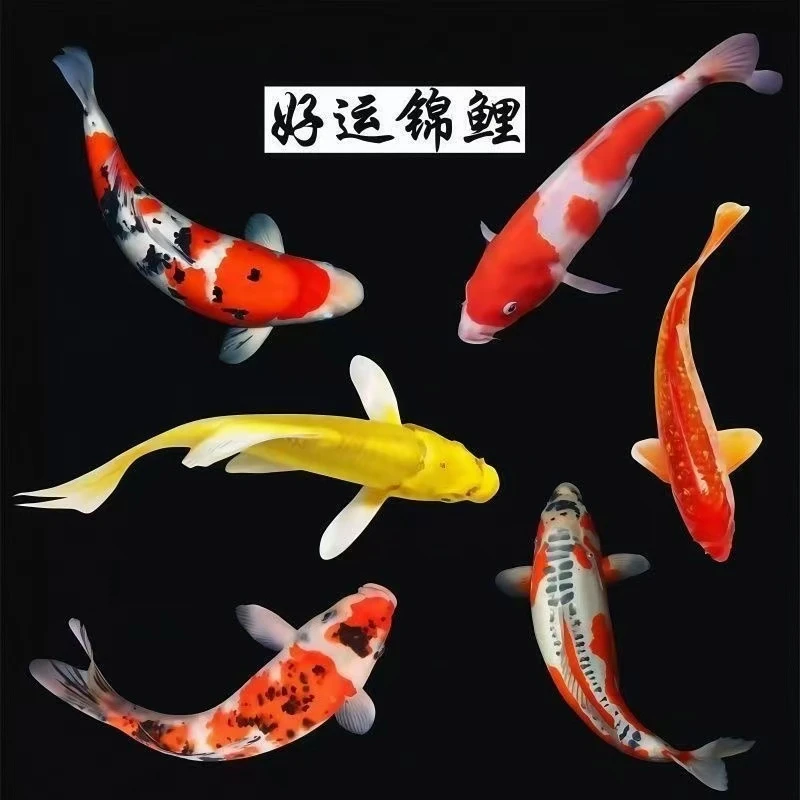 1号链接，锦鲤观赏鱼