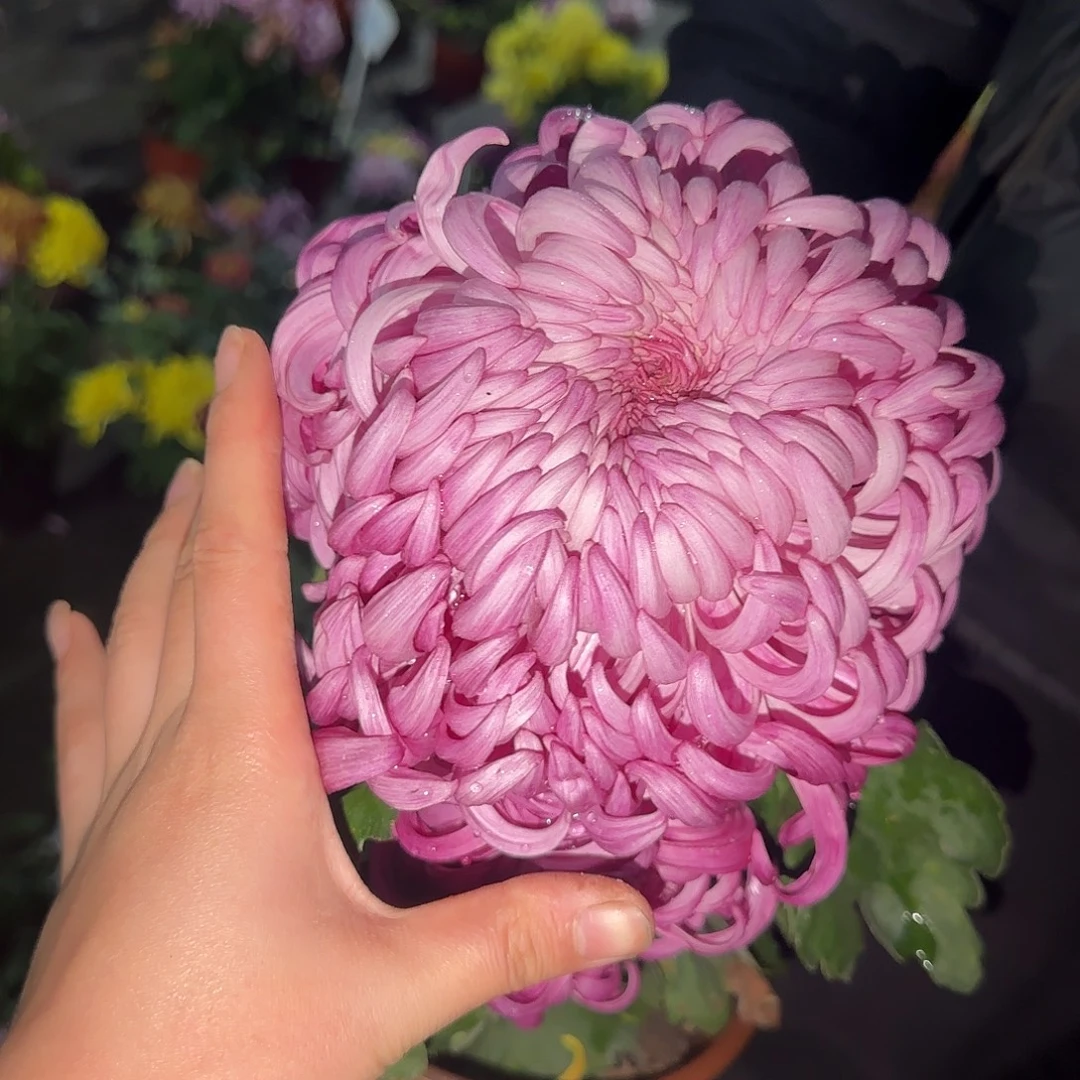 全部花朵独本理想一颗G4