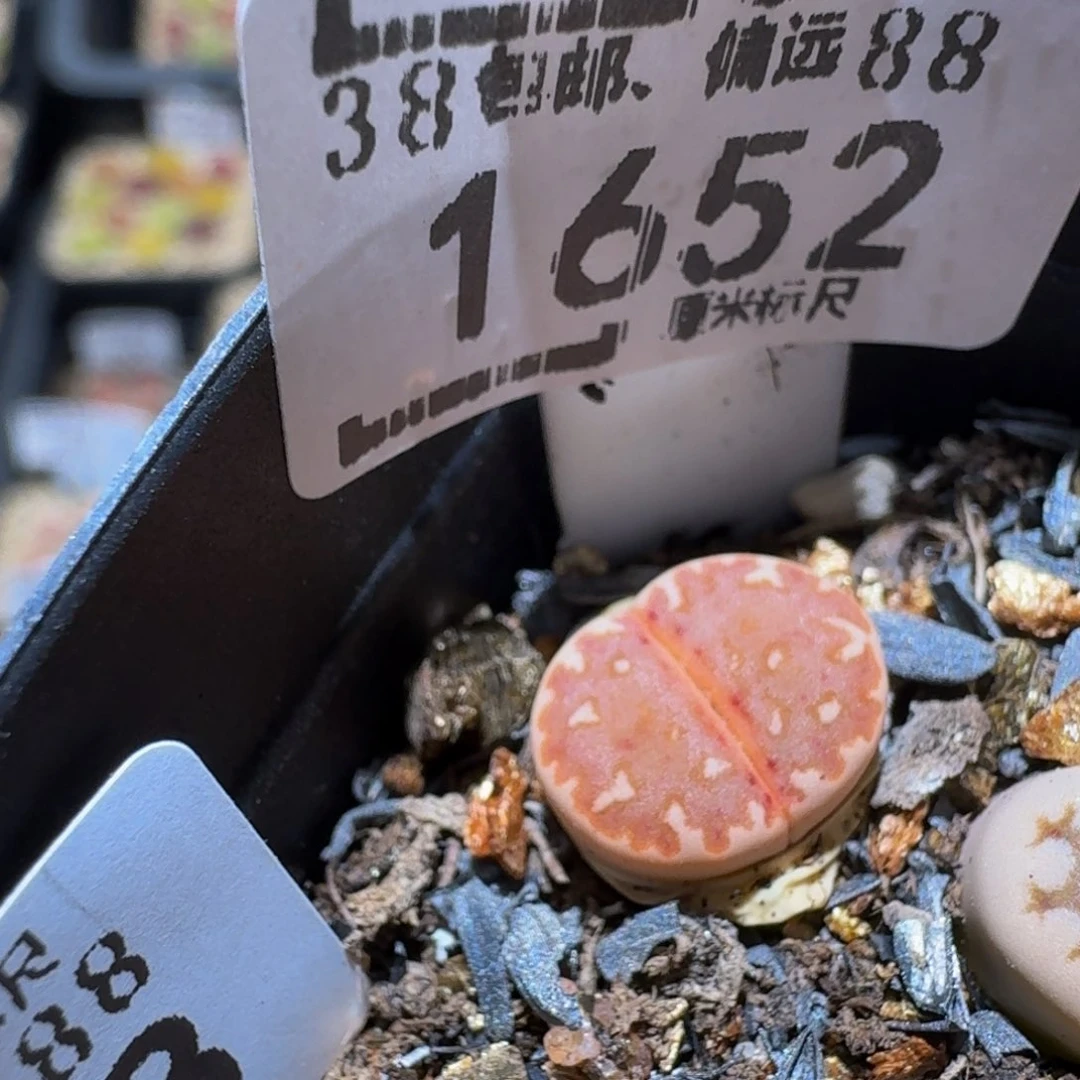 小***乖Sss生石花多肉1652