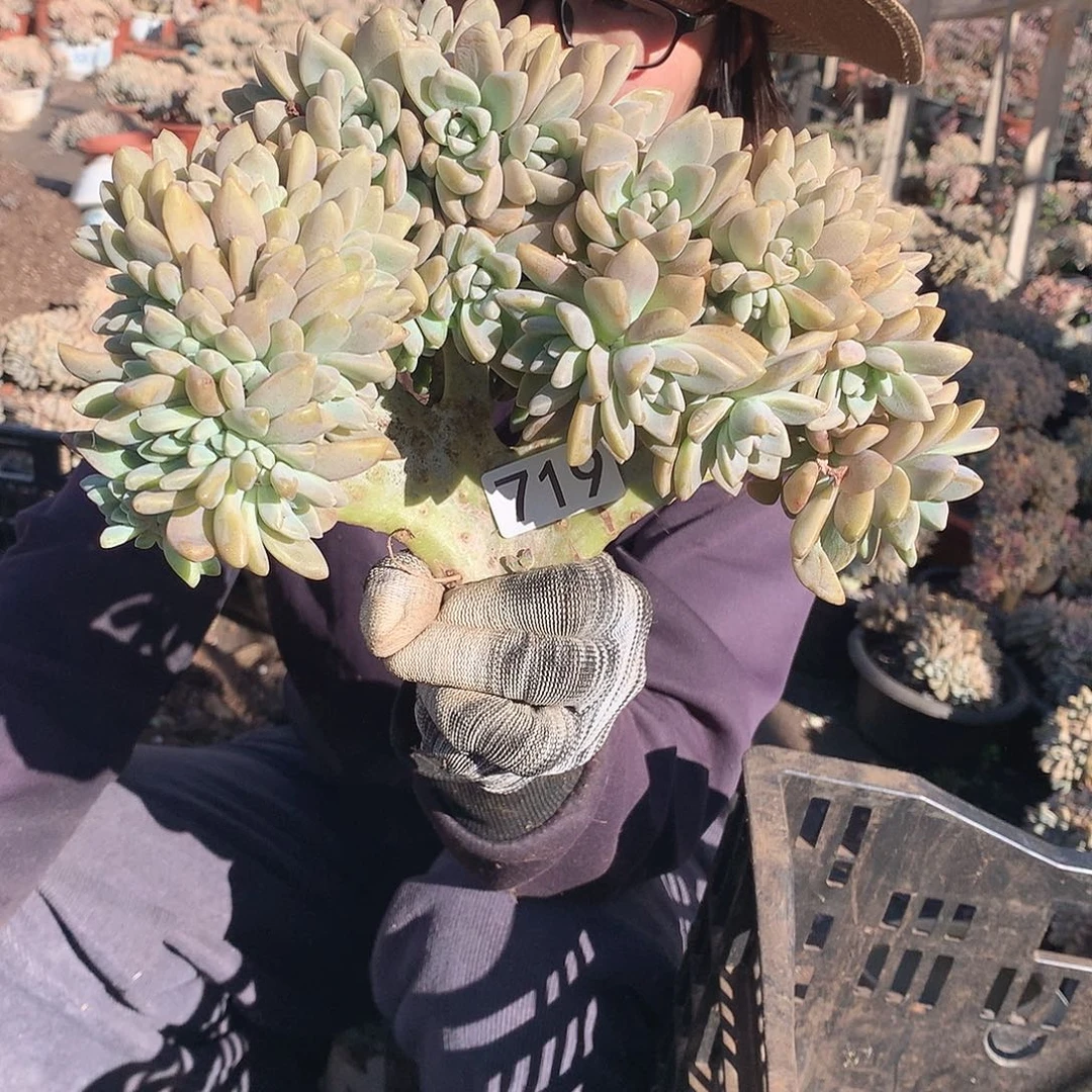719 淡雪缀 一物一拍