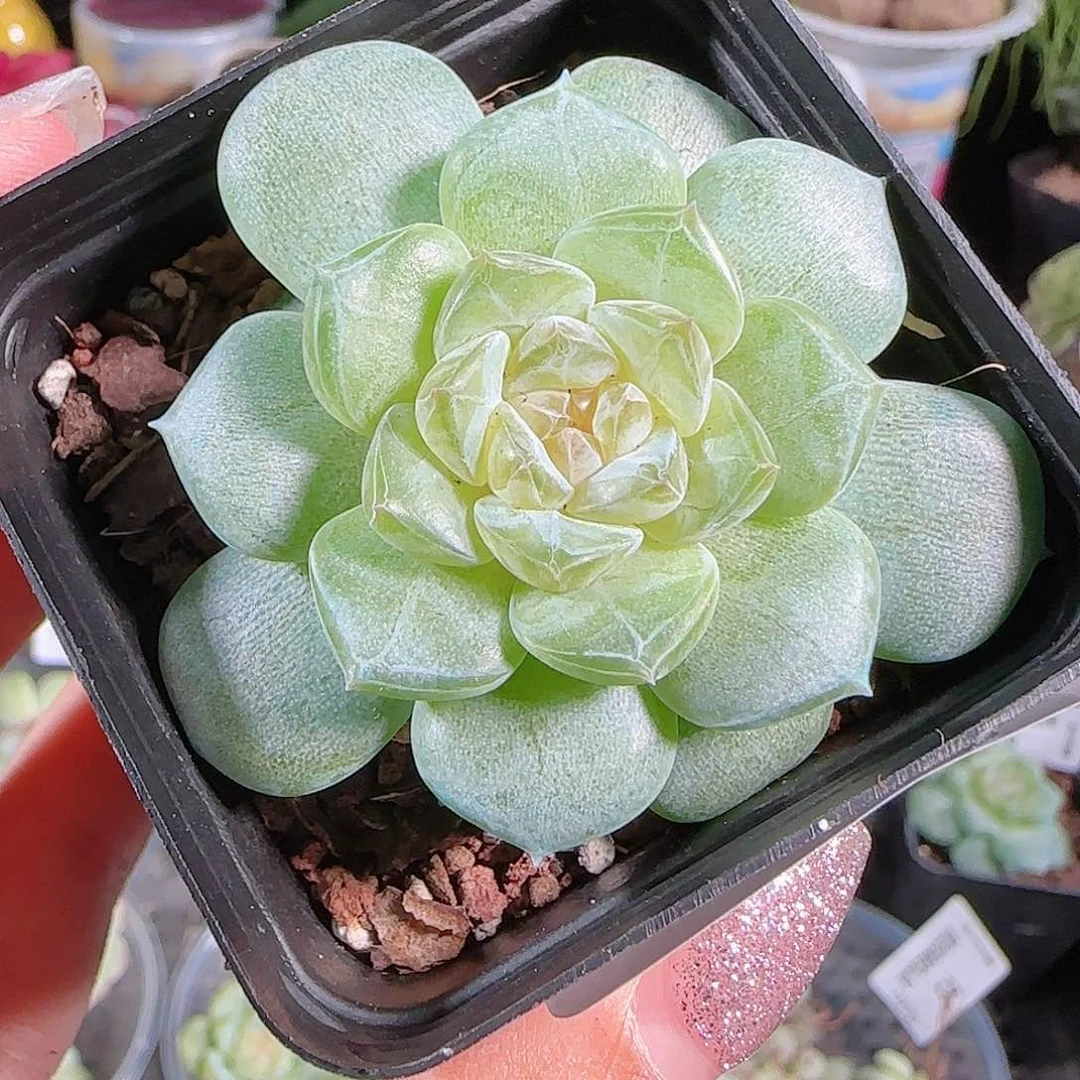 0705---59初夏糖心珍妮