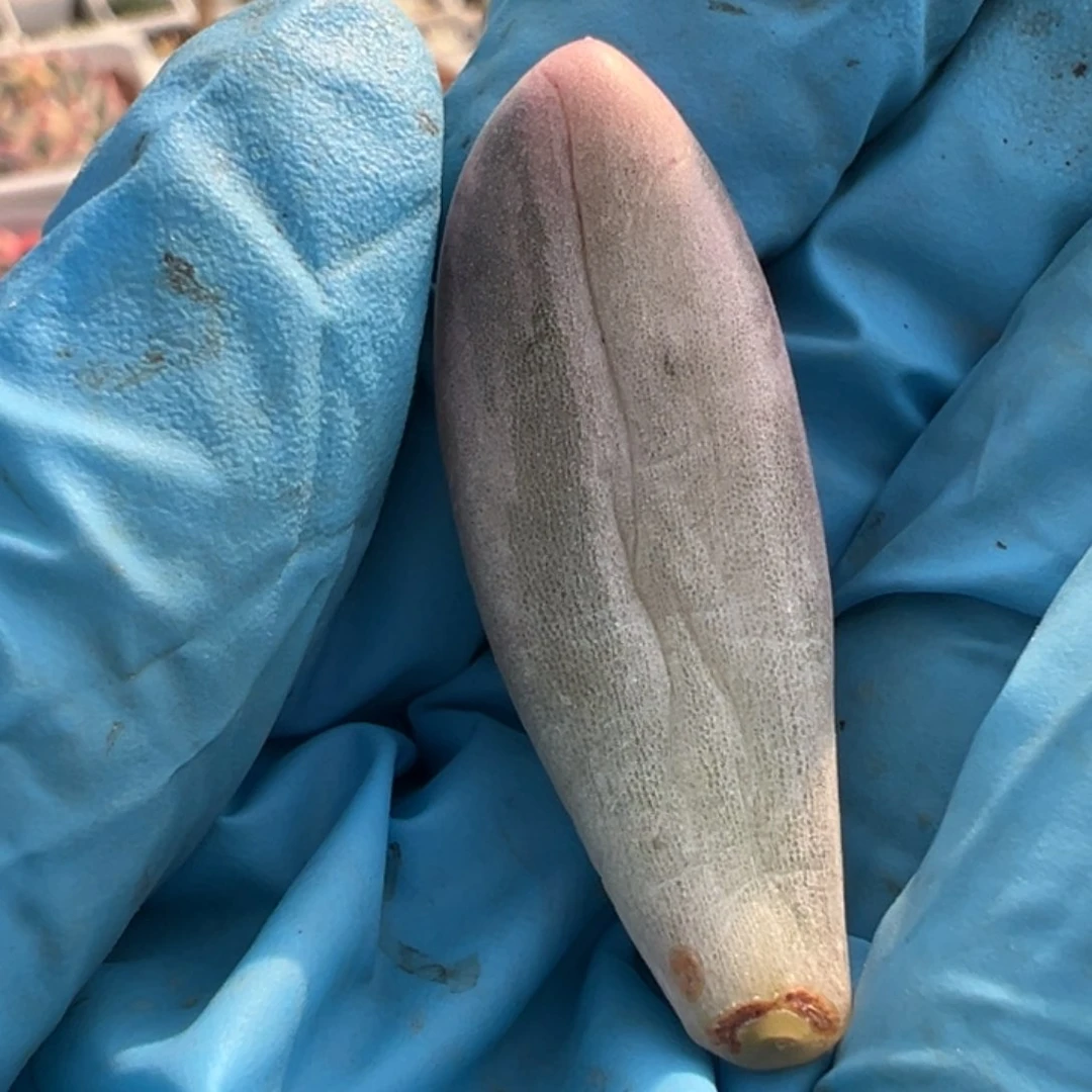 汤圆锦白拉丝锦叶子