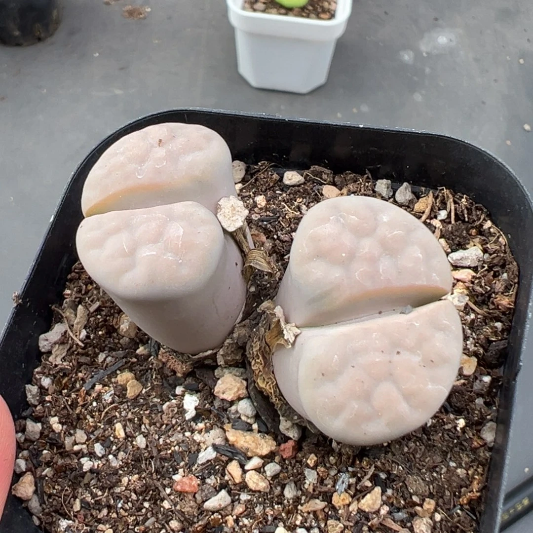 9.15好看的多肉脱土发货150
