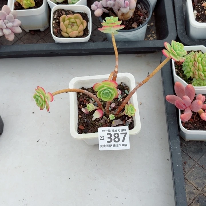 圆叶薄化妆无盆土发货无盆土