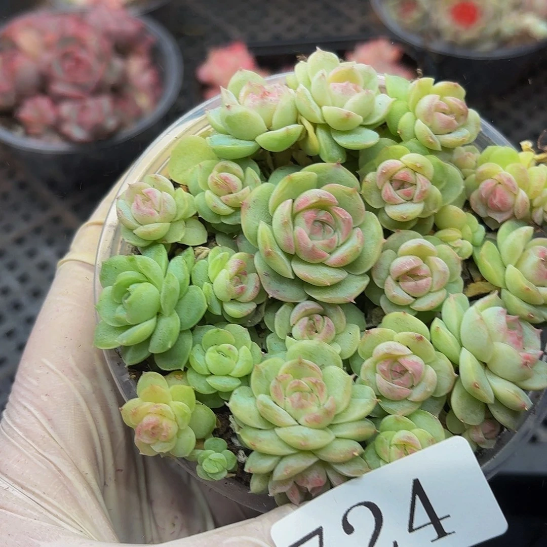 多肉植物多肉植物724