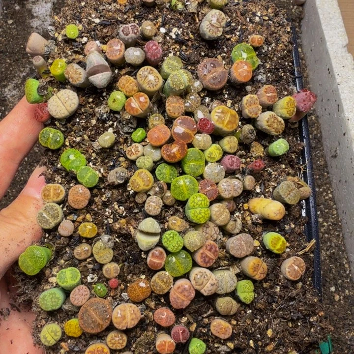 明*罗多肉植物的生长110