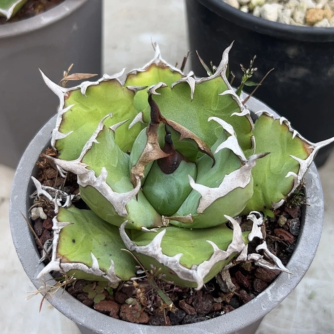 姬仁一物一拍偏远不包邮不退不换