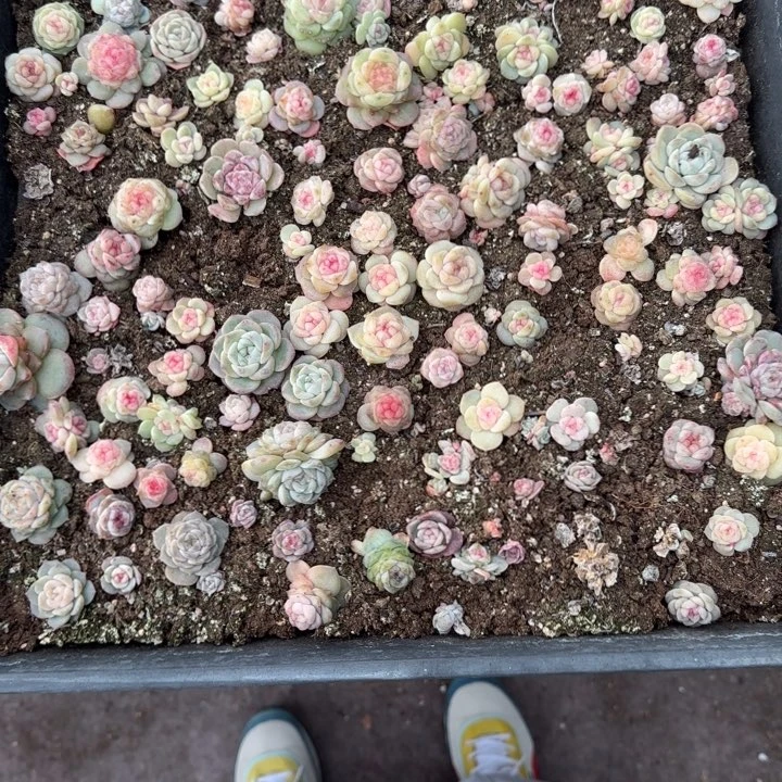 仙***花20王者系列多肉一框