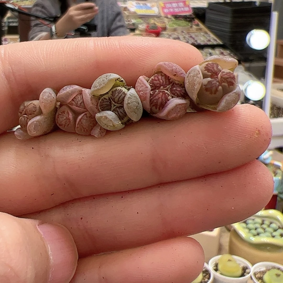 【闪购商品】61 菊奔驰