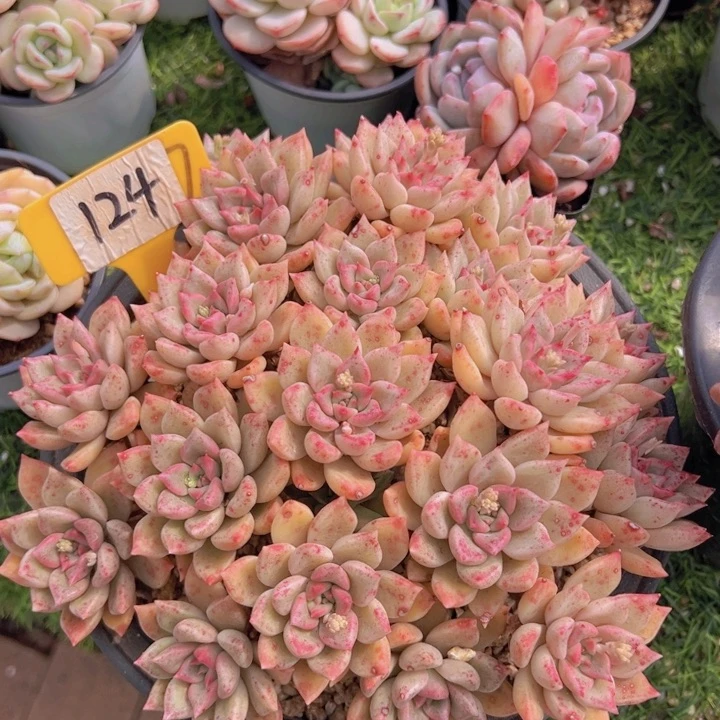 健健康康平平安安