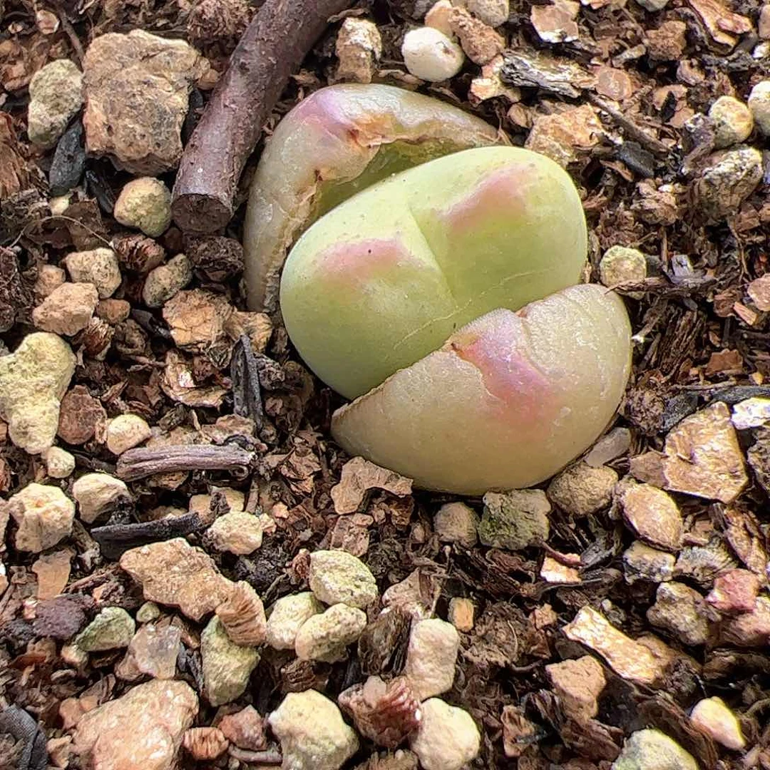 【闪购商品】240 桃杂