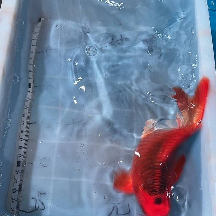 蝴蝶鲤鱼渔场直发98