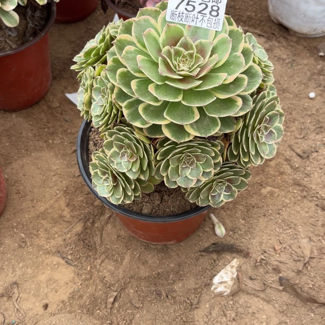 M. 7528粉花妖多肉，？ad