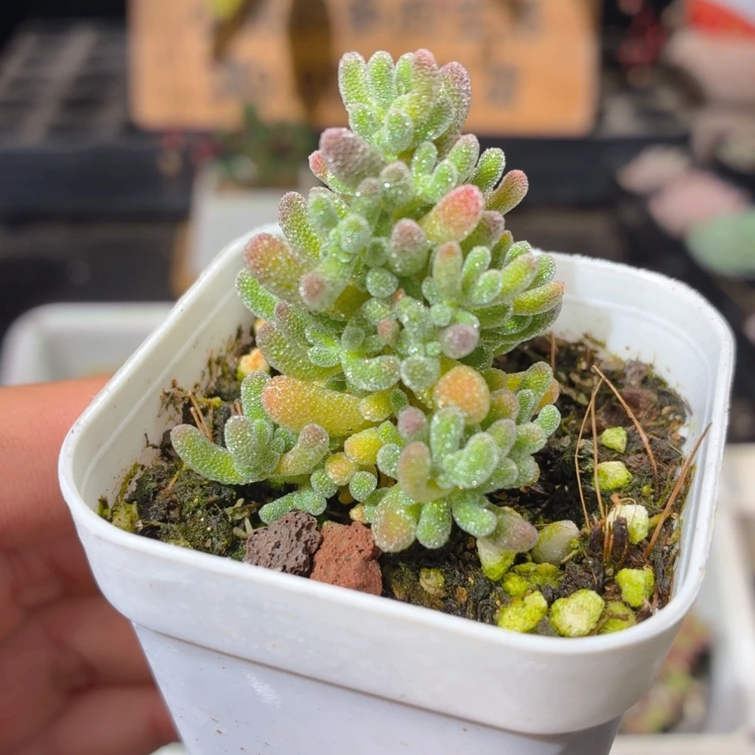 冰晶枝干多肉9.9包邮发货