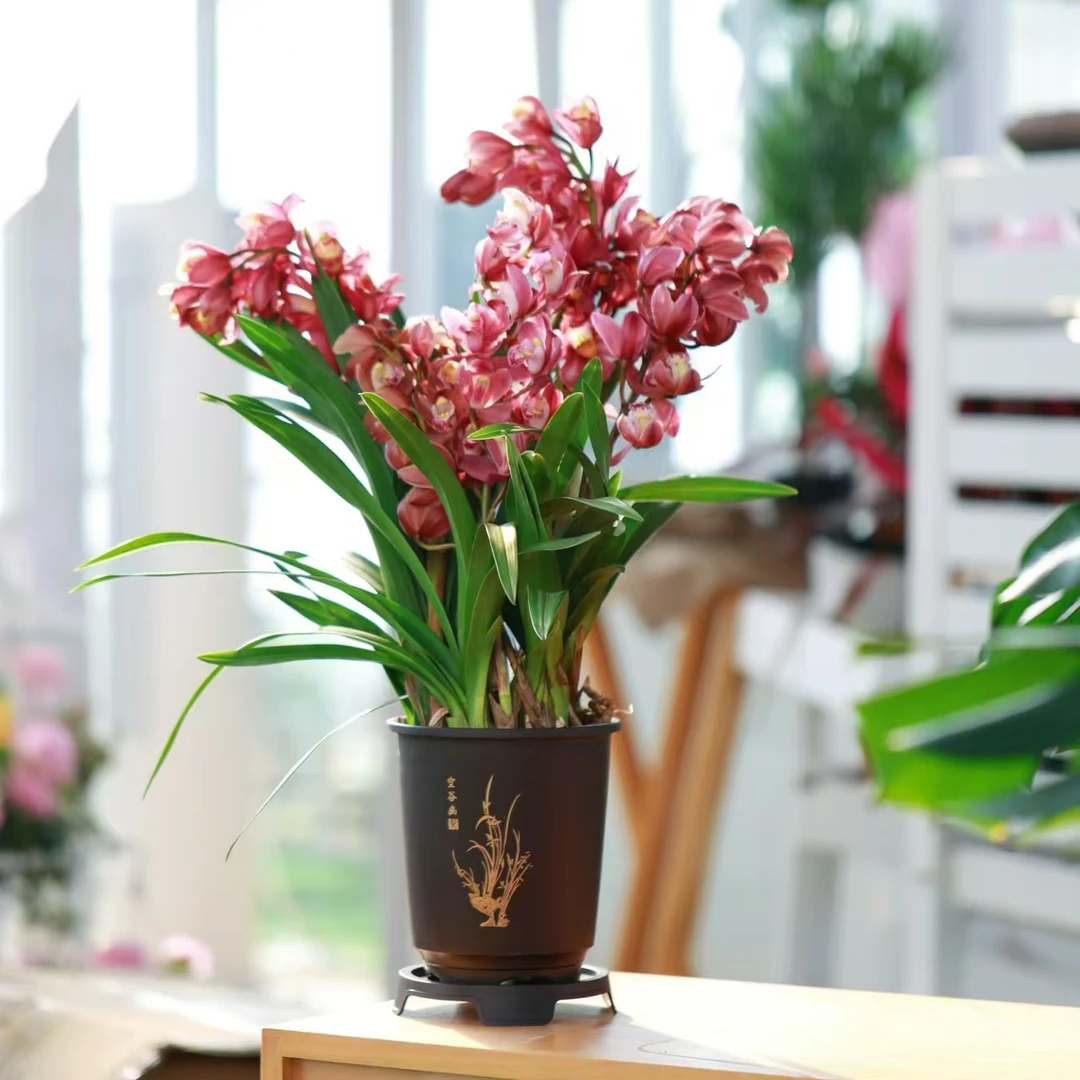 [雨后绿植]红宝石-带2-4花大花蕙兰浓香艳丽兰花