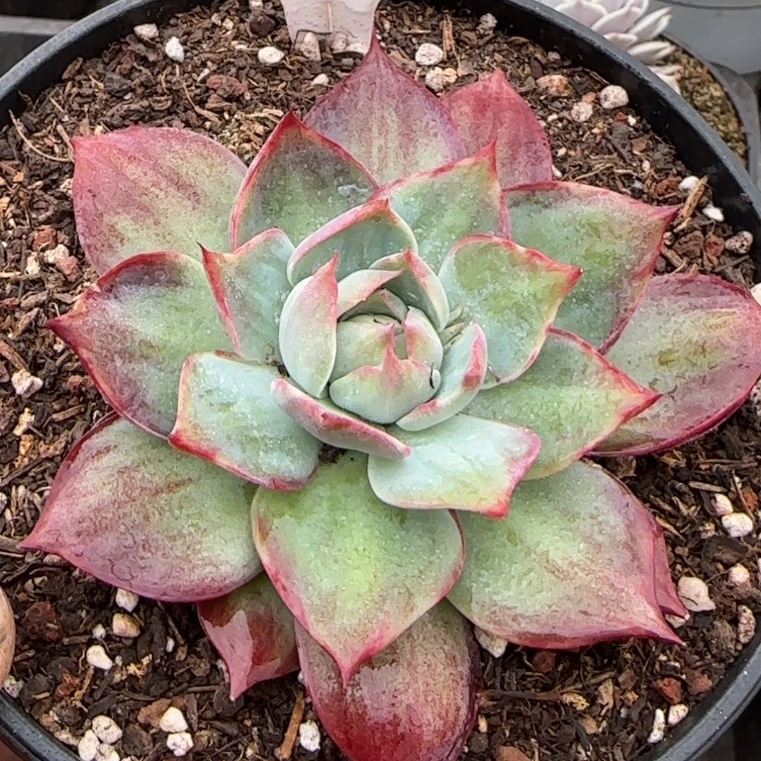 惊鸿一物一拍包装收缩花旱712